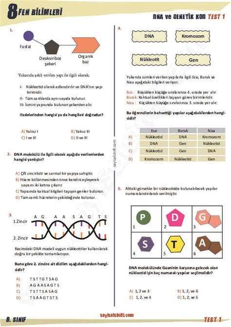 8 Sınıf Dna Ve Genetik Kod Test Pdf