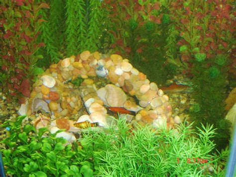 DIY Refuge Caves - Ideas? | Aquarium Forum