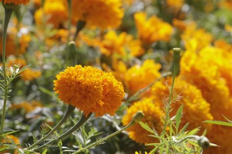 Flor cempasúchil productores de Tehuacán prefieren semilla china por