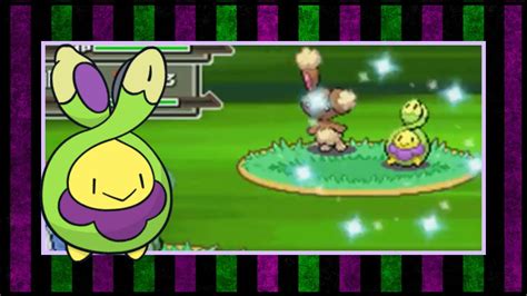 Live Shiny Budew In Platinum After Re S Bq Youtube