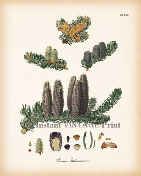 Set Of 4 Pine Cone Prints Tree Print Set Botanical Print Etsy