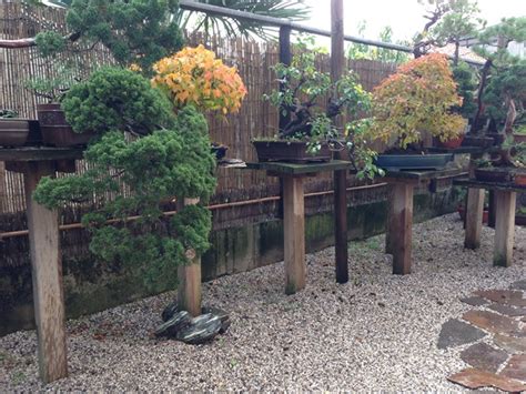 Pianura Bonsai Pianurabonsai