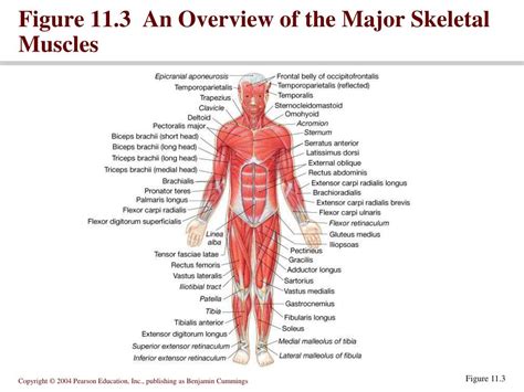 Ppt Muscular System Powerpoint Presentation Free Download Id 58783