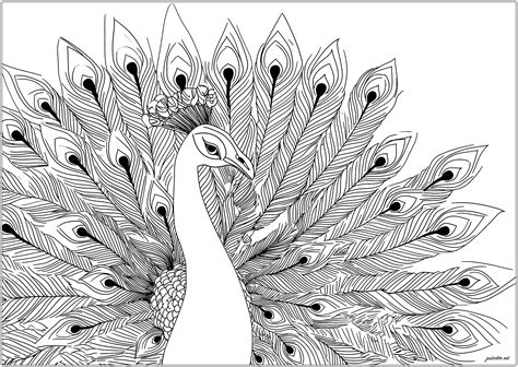 Beautiful Peacock With Spread Wings Peacock Coloring Pages For Adults