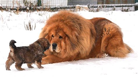 Tibetan Mastiff History, Personality, Appearance, Health and Pictures