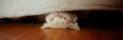 Hiding Behavior In Cats Feline Behavior Solutions Cat Behavior