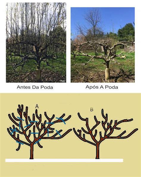 Como podar árvores de fruto negligenciadas Reabilitação de árvores de