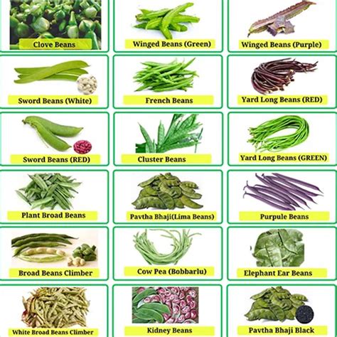 list  types  beans  ultimate list  rajma varieties  indian