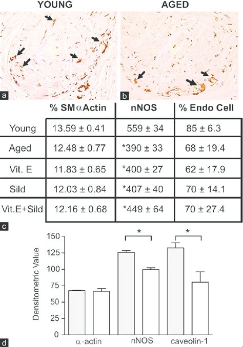 Synergistic Biochemical Enhancement Of Neural Nitric Oxide Synthase