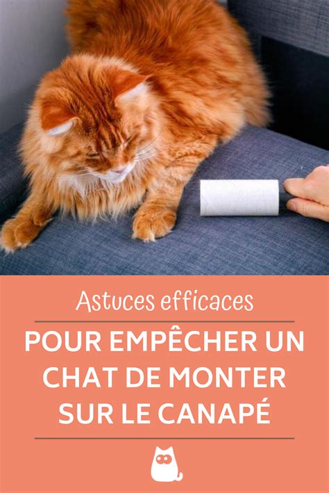 Comment faire pour que mon chat ne monte pas sur le canapé Astuces