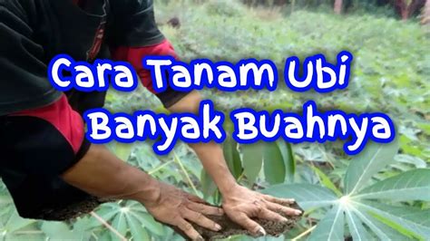 Cara Menanam Ubi Kayu Agar Berbuah Banyak Di Lahan Sempit Pekarangan