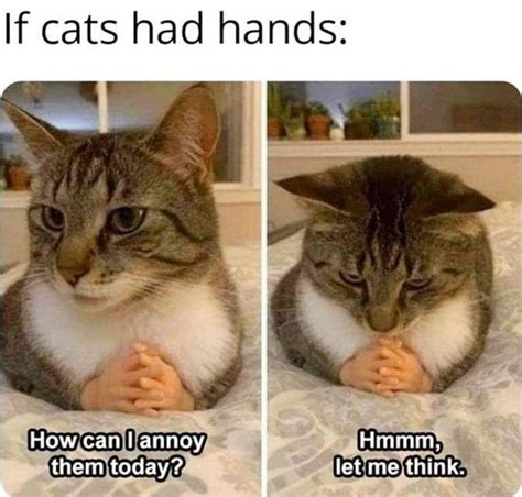 Has anyone got cat? : r/Funnymemes