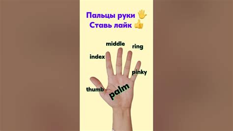 Пальцы руки. Английский для начинающих - YouTube