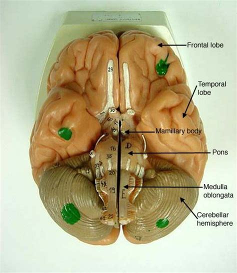 Brain_inferior_label.jpg 480×553 pixels | Anatomy models labeled, Brain ...