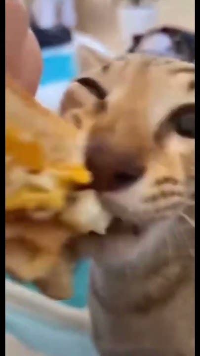 Cat Eating Burger Youtube