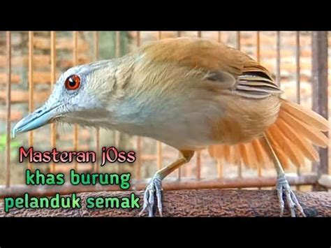 Masteran Jos Khas Burung Pelanduk Semak Kicau Mania Youtube