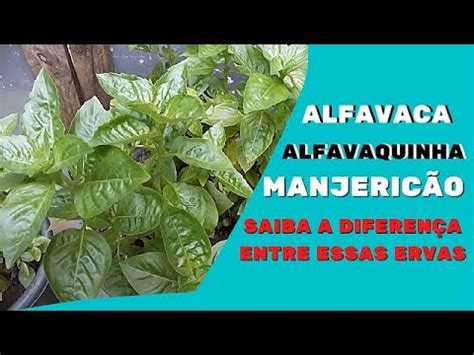 Alfavaca E Manjericão É A Mesma Coisa - Alfavaca, Alfavaquinha e Manjericão - saiba a diferença entre essas ...