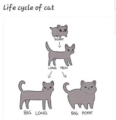 Life Cycle of a Cat