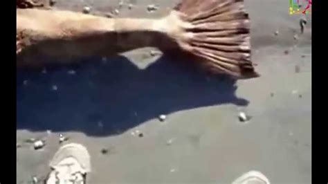 The most disturbing and shocking video! Real Mermaid Body Found on ...