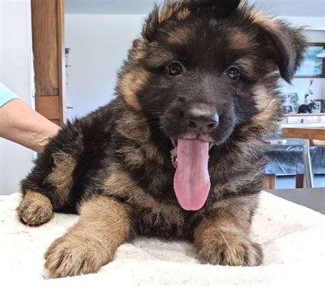 Chiot Berger Allemand Poil Long Collier Vert De L Etang Des Gibaudi Res