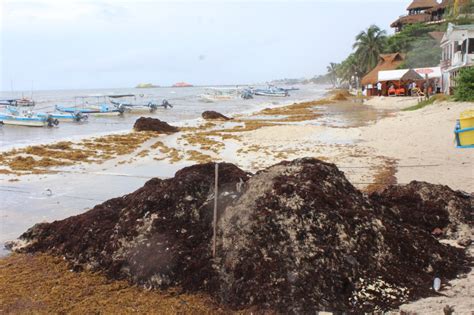 Se Olvidan Del Retiro De Sargazo En Playa Del Carmen Radio Turquesa