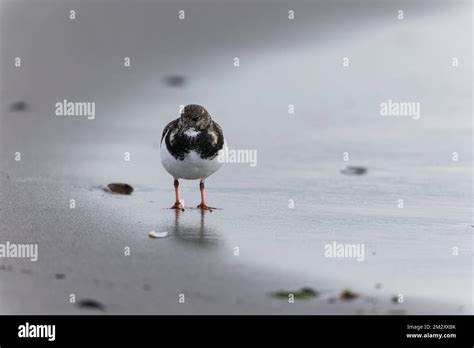 Ruddy Turnstone Arenaria Interpres On Low Tide On A Sandy Beach Stock