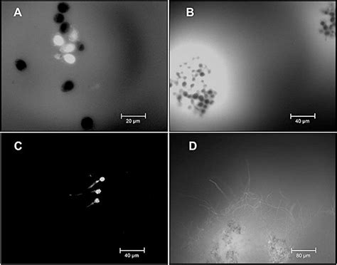 Bio Imaging Of Botrytis Cinerea Strain B0510 Nitric Oxide No Download Scientific Diagram