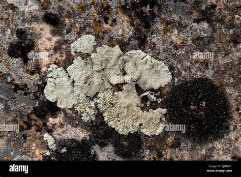 Muschio E Licheni Che Crescono Sulle Rocce Immagini E Fotografie Stock