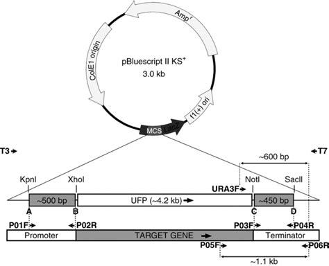 Schematic Diagram Of The Gene Deletion Construct Dna Sequences At The Download Scientific