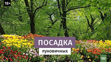 Посадка луковичных. Самый эффективный способ - YouTube