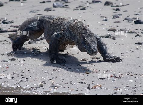 Les Dragons De Komodo Varanus Komodoensis Sur La Plage La Baie