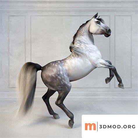 Creature Andalusian Stallion The Spanish Horse