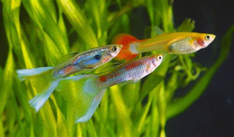 Combien De Poissons Mettre Dans Un Aquarium Jardiland