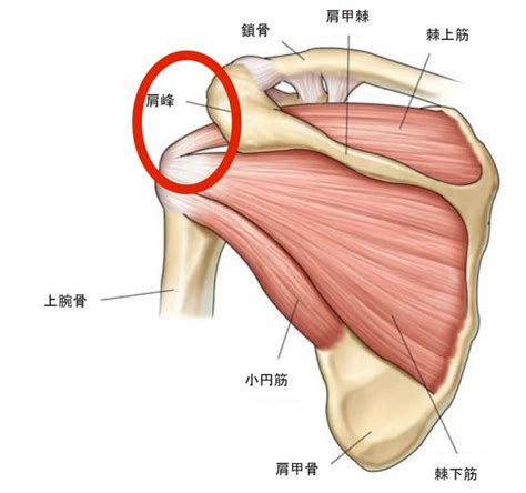 野球肩を完治させるための注意すべき痛みの場所 野球肩革命所