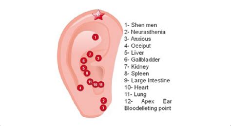 Auricular Acupuncture Points Used In The Treatment Of Patients With