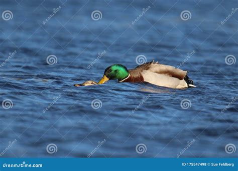 Mating and Courtship Behavior - Mallard Ducks on the Lake Stock Photo ...