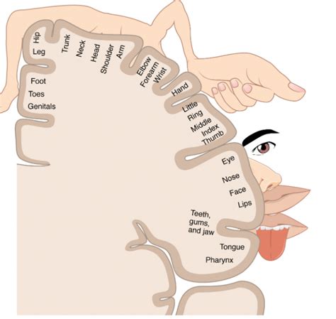 Somatosensory Representations In The Brain Introduction To Sensation