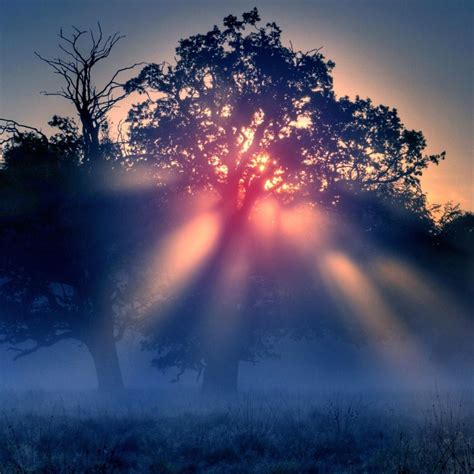 Foggy Sunrise Nature iPad Wallpapers Free Download