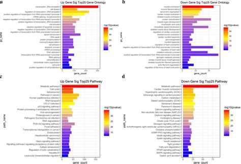 Top Enriched Degs From The Go And Kegg Pathway Analyses The Bar