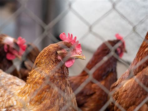 Chickens And Mites Smallholder World