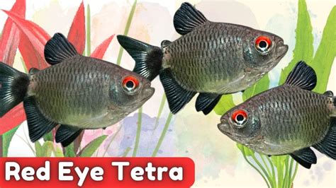 Red Eye Tetra Species Spotlight Moenkhausia Sanctaefilomenae Youtube