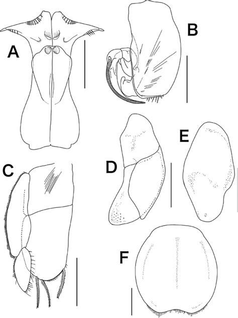 Janiralata Plana Sp Nov Holotype Male Nsmt Cr A E