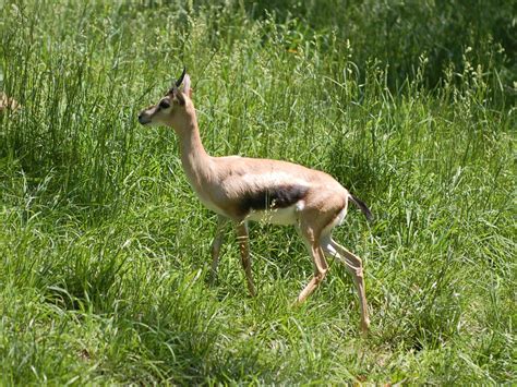 The Online Zoo - Speke's Gazelle