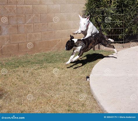 Bull Terriers playing stock image. Image of ears, lovable - 30043179