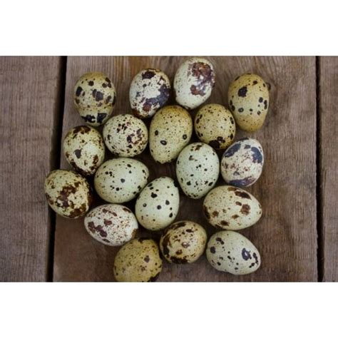 24 Fertile Coturnix Jumbo Quail Eggs