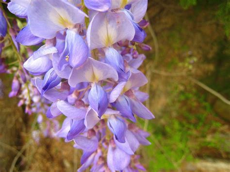 American Wisteria Care How To Grow American Wisteria Plants Wisteria Plant American Wisteria