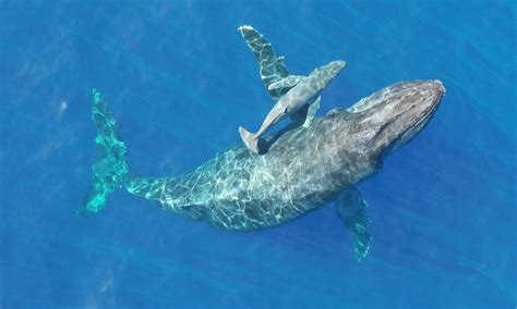 Humpback Whale Nursing Calf Footage