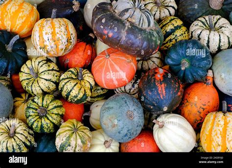 selection of colourful gourds Stock Photo - Alamy