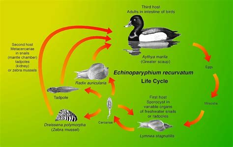 life cycle of Echinoparyphium recurvatum (adapted from Molloy et al. 1997). | Download ...