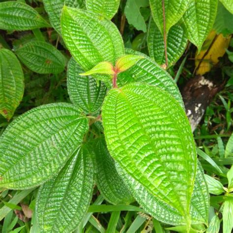 Jual Daun Harendong Bulu Senggani Akar Bisa Untuk Aquascape Dan Bibit